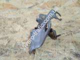     2,0    Renault Trafic /